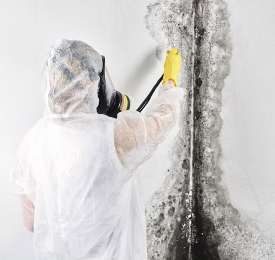 Mold Cleanup Houston