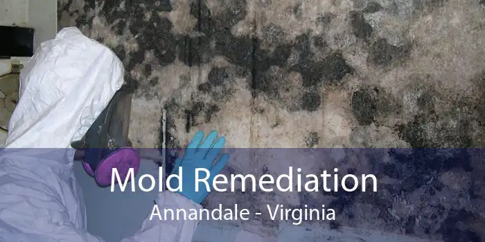 Mold Remediation Annandale - Virginia