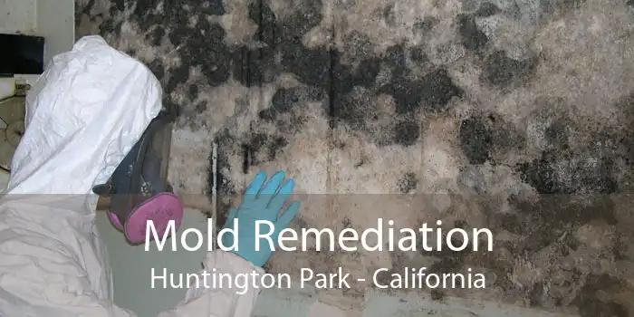 Mold Remediation Huntington Park - California