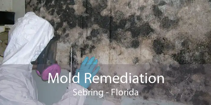 Mold Remediation Sebring - Florida