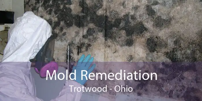 Mold Remediation Trotwood - Ohio