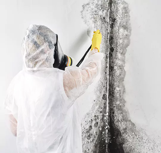 Mold Cleanup Los Gatos