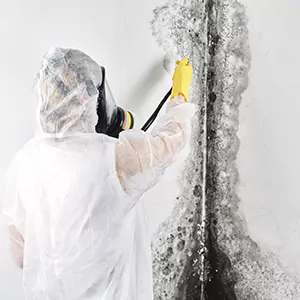 Mold Remediation in Azusa