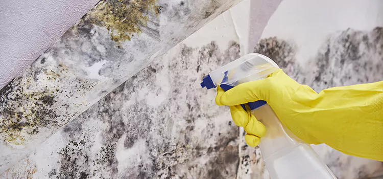 Mold Remediation Company Lake Forest